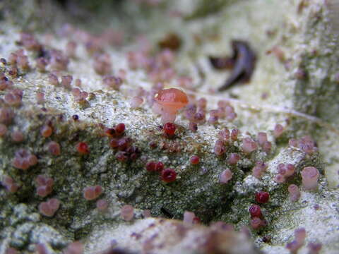 Image of Baeomyces heteromorphus Nyl. ex C. Bab. & Mitt.