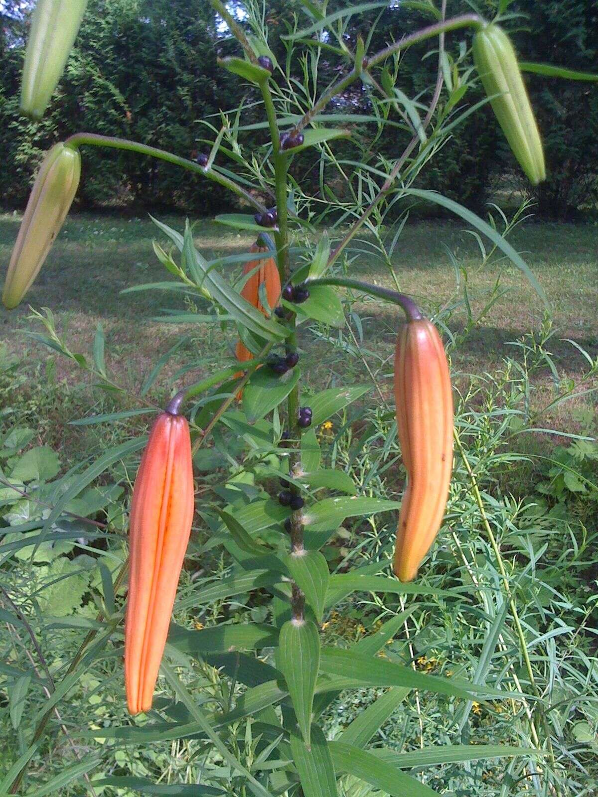 Image of Tiger lily