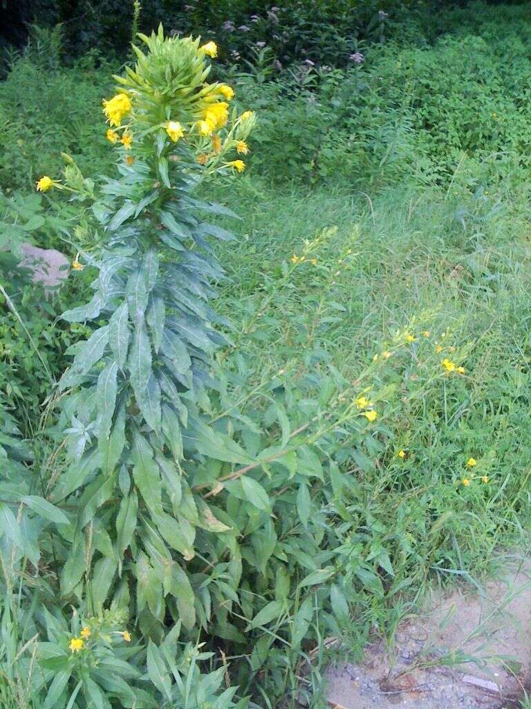 Imagem de Oenothera biennis L.