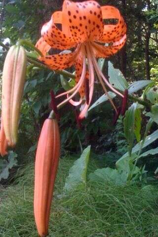 Image of Tiger lily