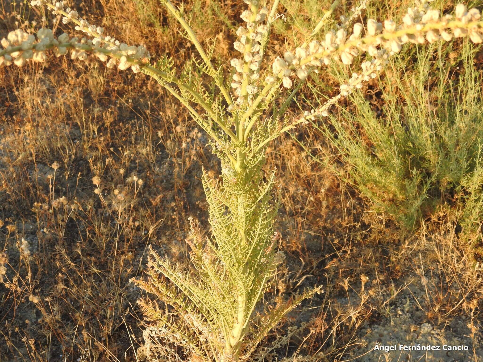 Image of Reseda suffruticosa Loefl.