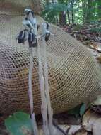 Image of Indian Pipe