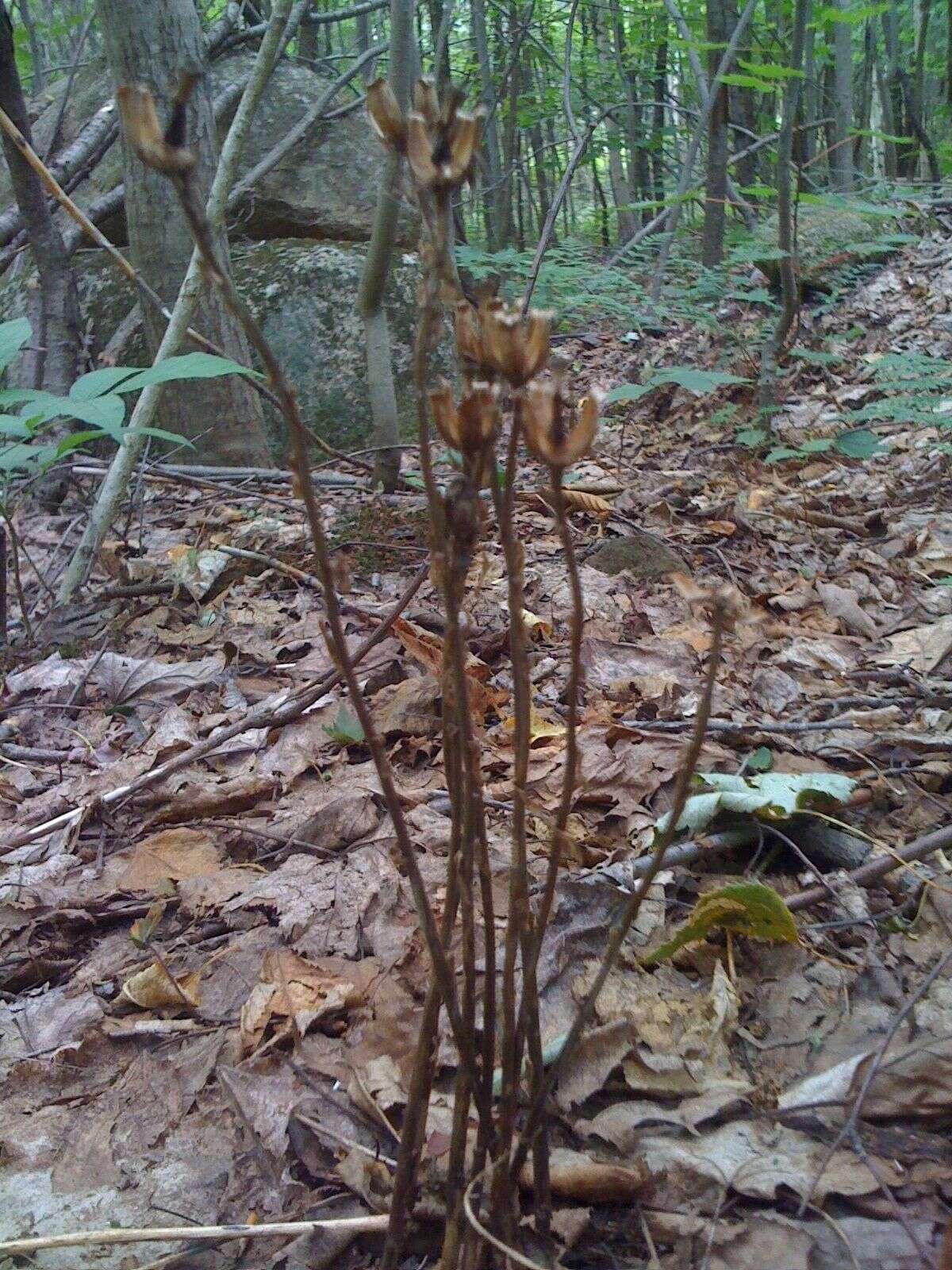 Image of Indian Pipe