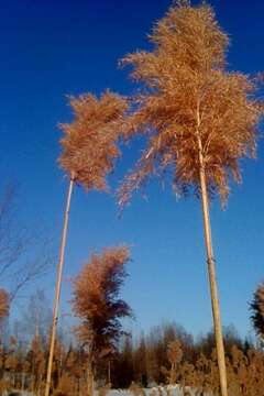 Image of common reed