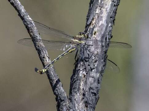 Image of Coastal Petaltail