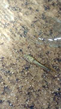 Image of Hong Kong Cascade Frog