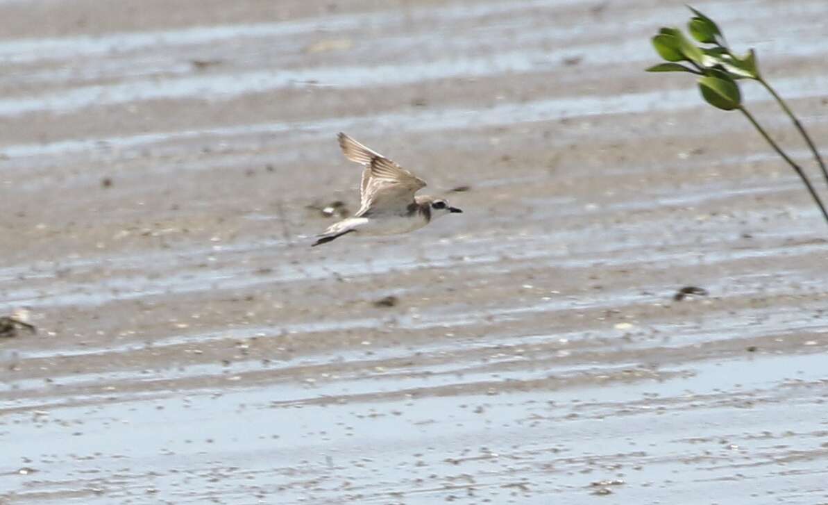 Image of Lesser Sand Plover