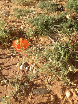 Image of scarlet globemallow