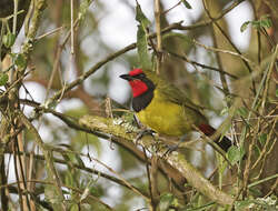 Image of Doherty's Bush Shrike