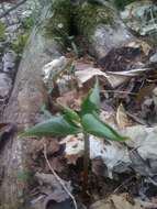 Image of red trillium