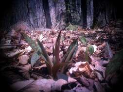 Imagem de Erythronium americanum Ker Gawl.