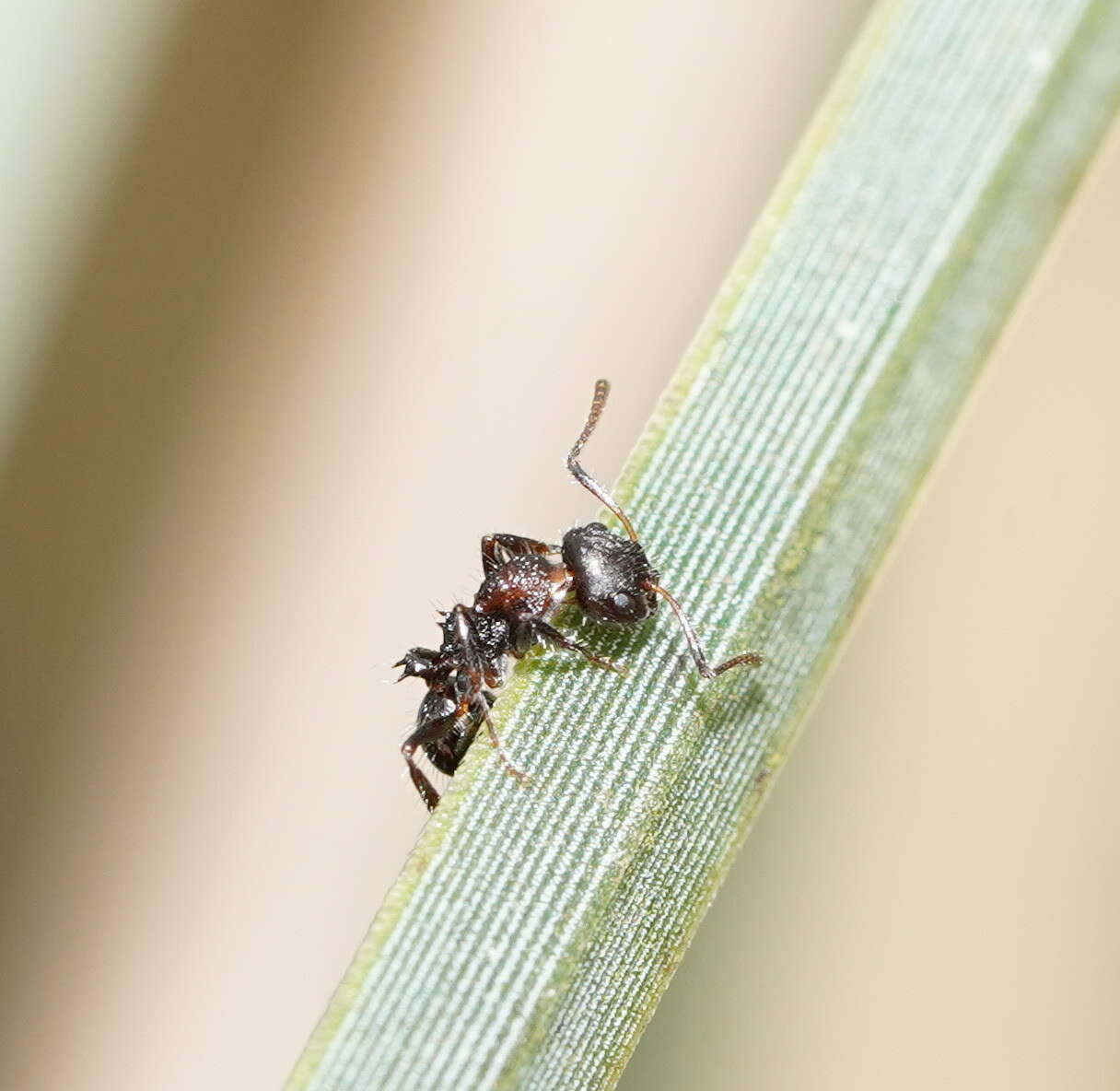 Imagem de Pseudonotoncus hirsutus Clark 1934