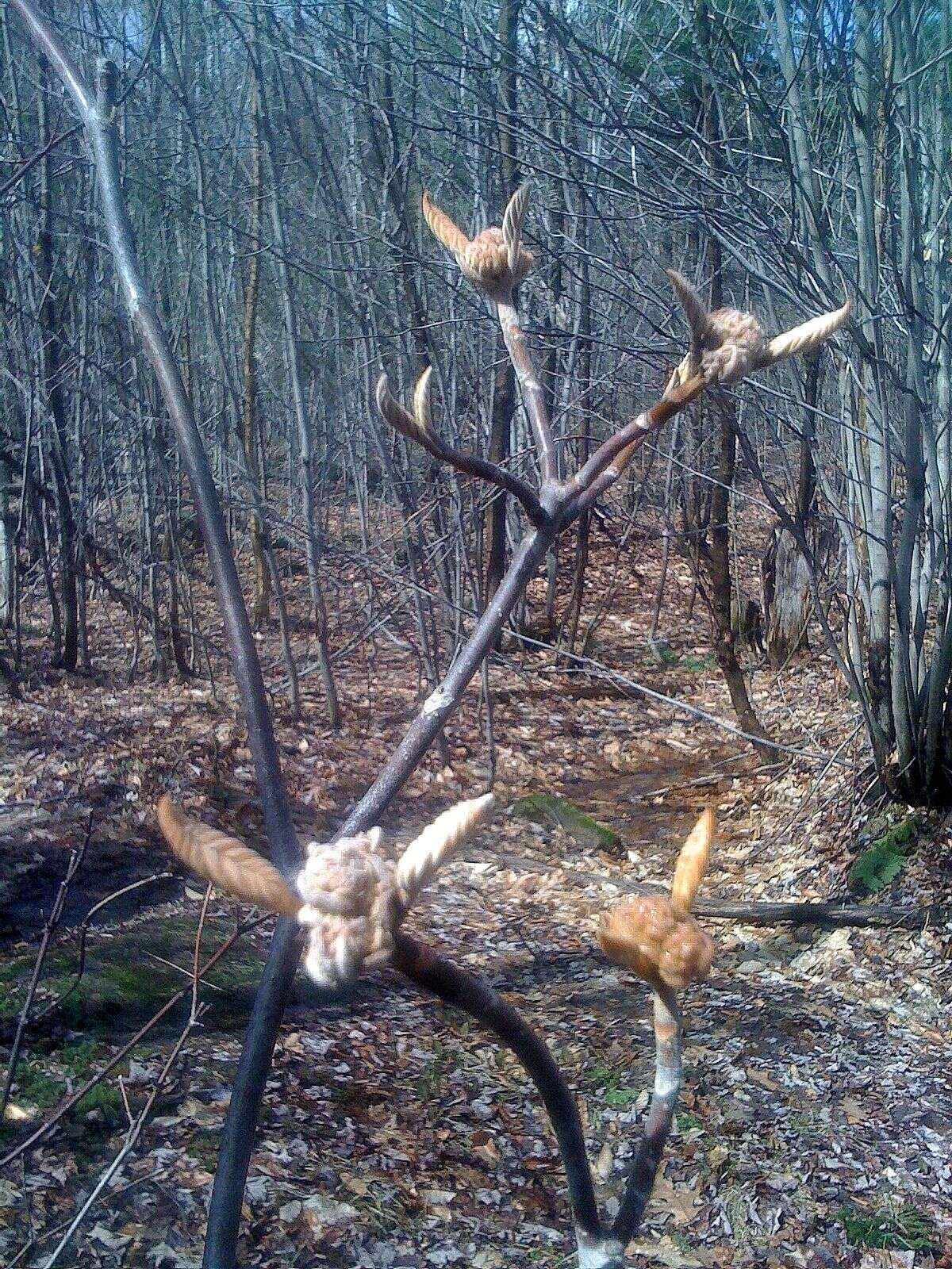 Image de viorne à feuilles d'aulne