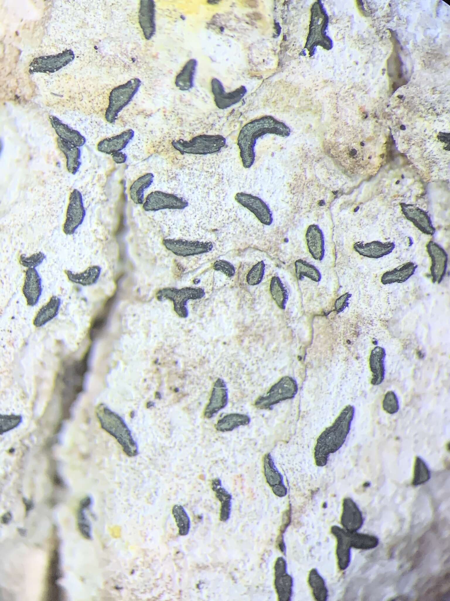 Image of scribble lichen