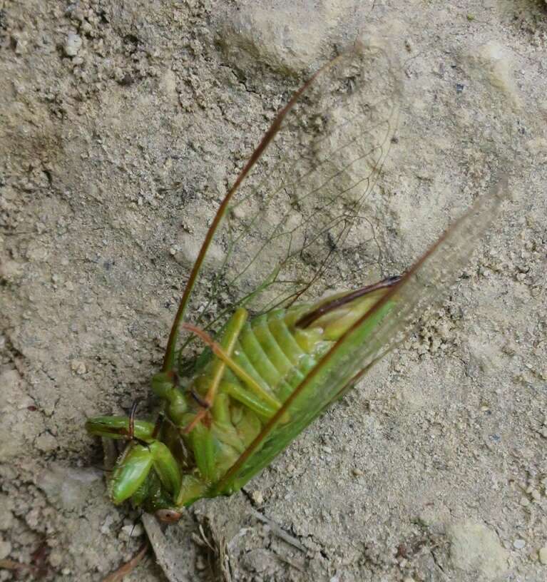 Image of April green cicada