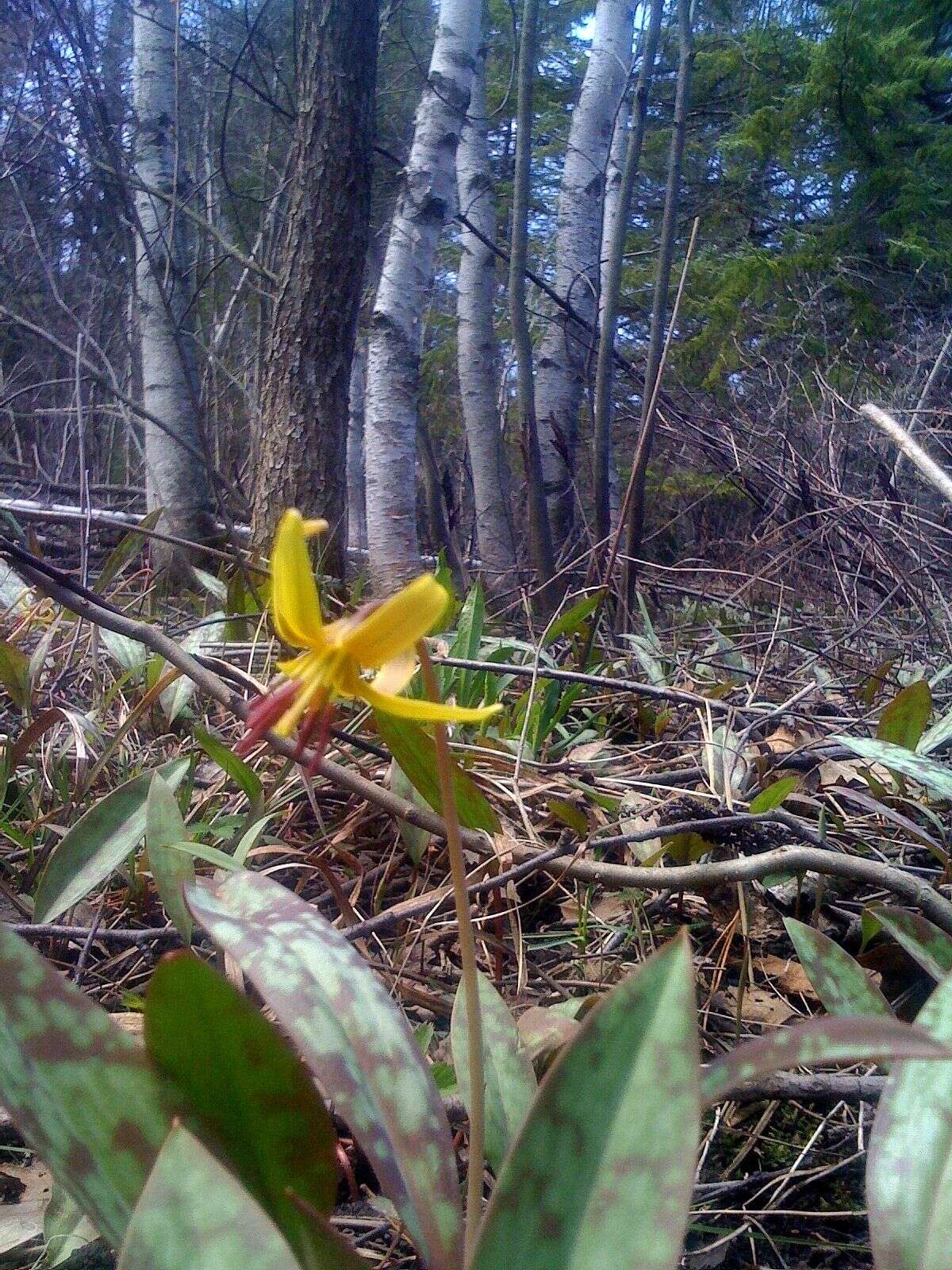 Imagem de Erythronium americanum Ker Gawl.