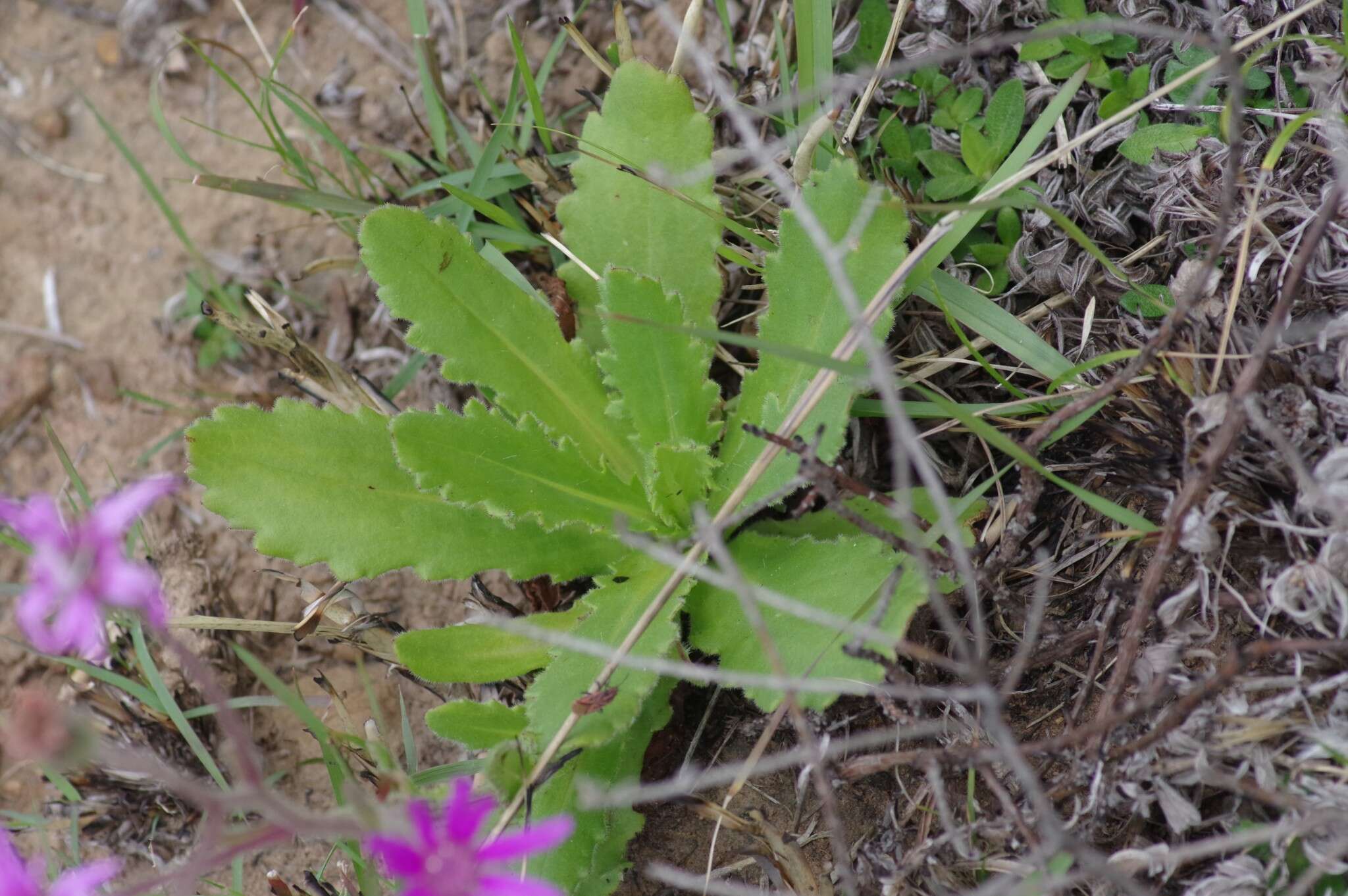 Senecio speciosus Willd. resmi