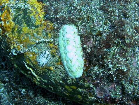 Image of Stenoplax limaciformis (G. B. Sowerby I 1832)