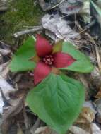 Image of red trillium