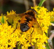 Image of Helophilus lapponicus Wahlberg 1844