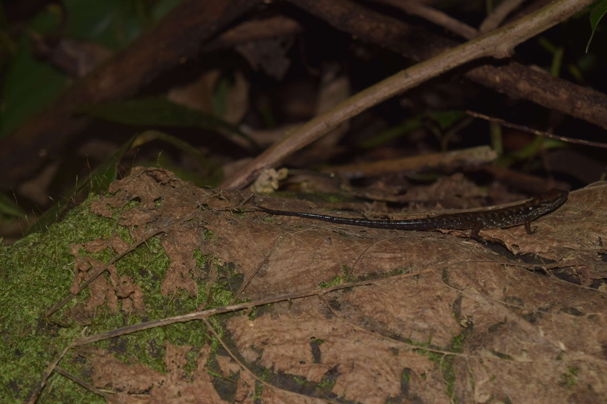 Image of Beccari's Keeled Skink