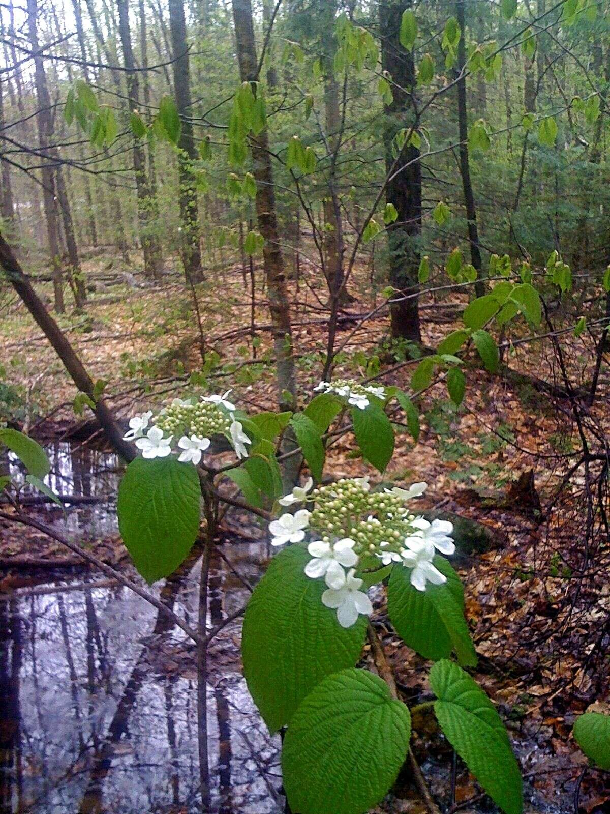 Image de viorne à feuilles d'aulne