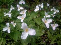 Image of White trillium