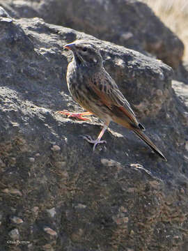 Image of House Bunting