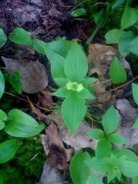 Image of bunchberry dogwood