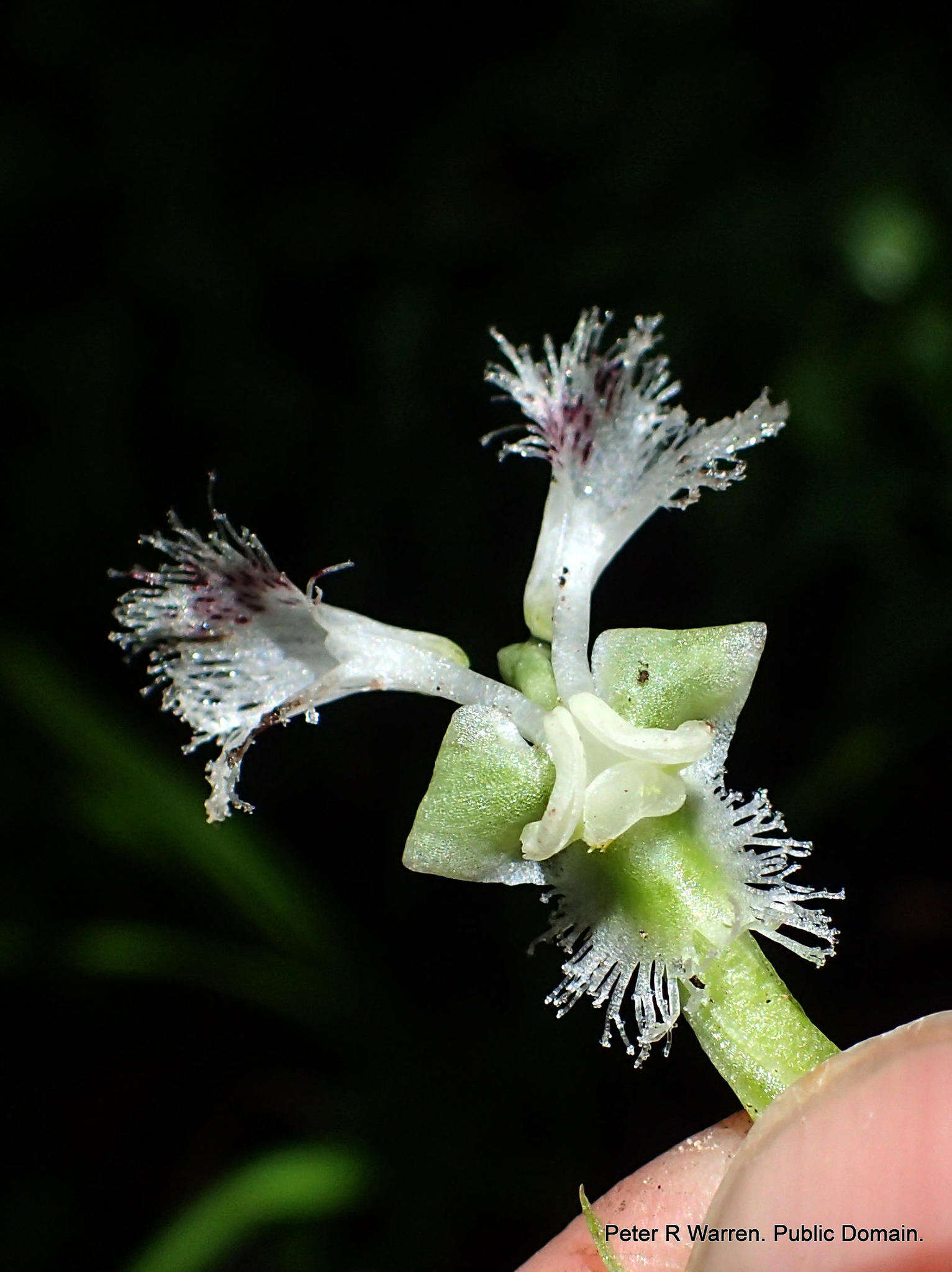 Image of Huttonaea pulchra Harv.