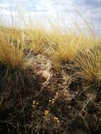 Image of Needle Grass