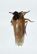 Image of Penepissonotus bicolor Beamer 1950