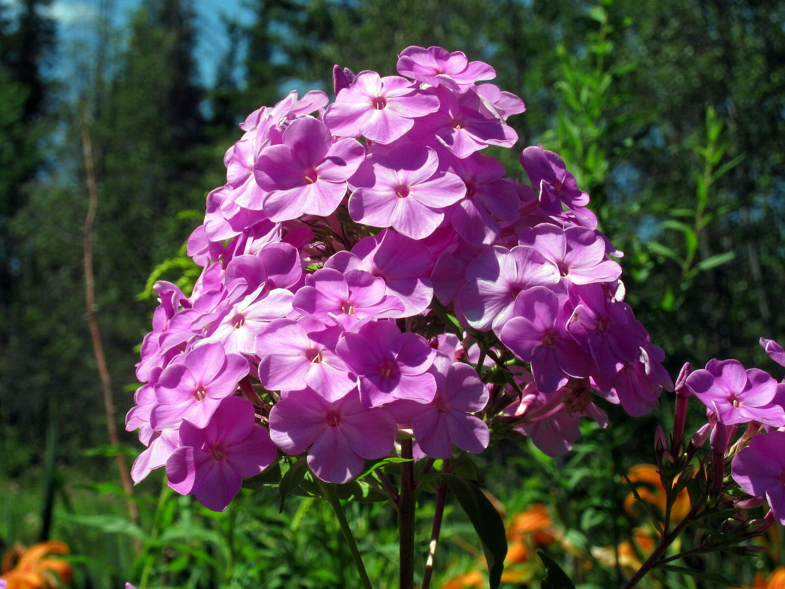 Image of fall phlox