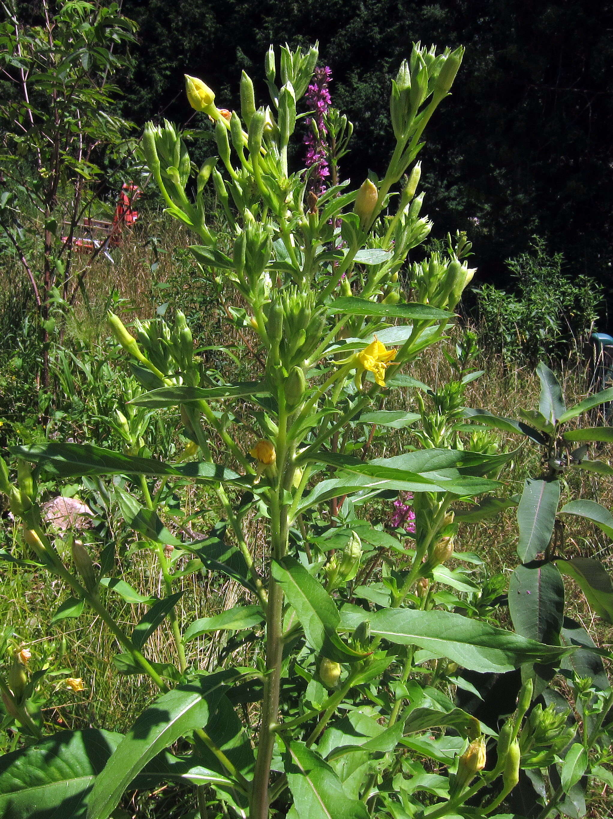 Imagem de Oenothera biennis L.