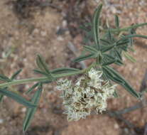 Image of Limeum aethiopicum subsp. aethiopicum