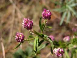 Image of blood milkwort