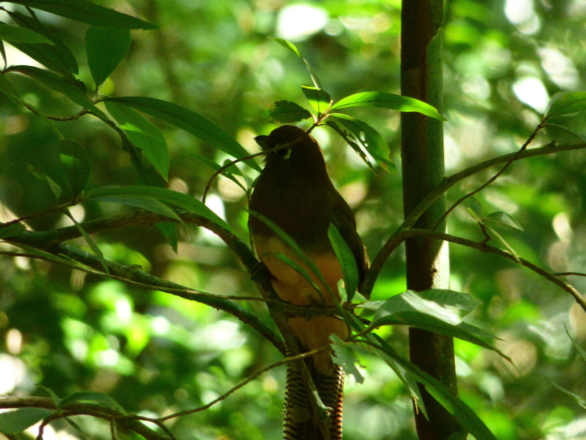 Trogon rufus chrysochloros Pelzeln 1856的圖片