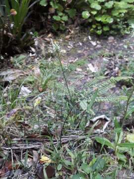 Image de Echinopogon ovatus (G. Forst.) P. Beauv.