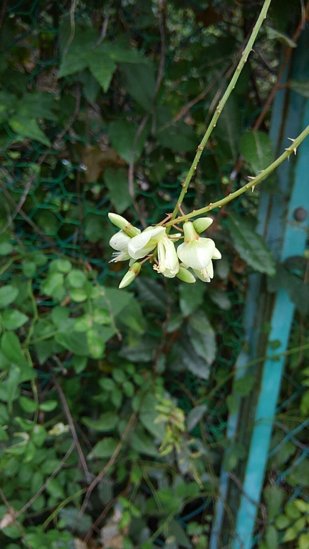 Image of Wisteriopsis japonica