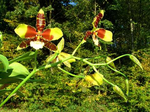 Image of Tiger orchid