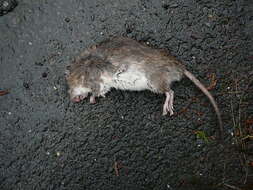 Image of Brown Rat