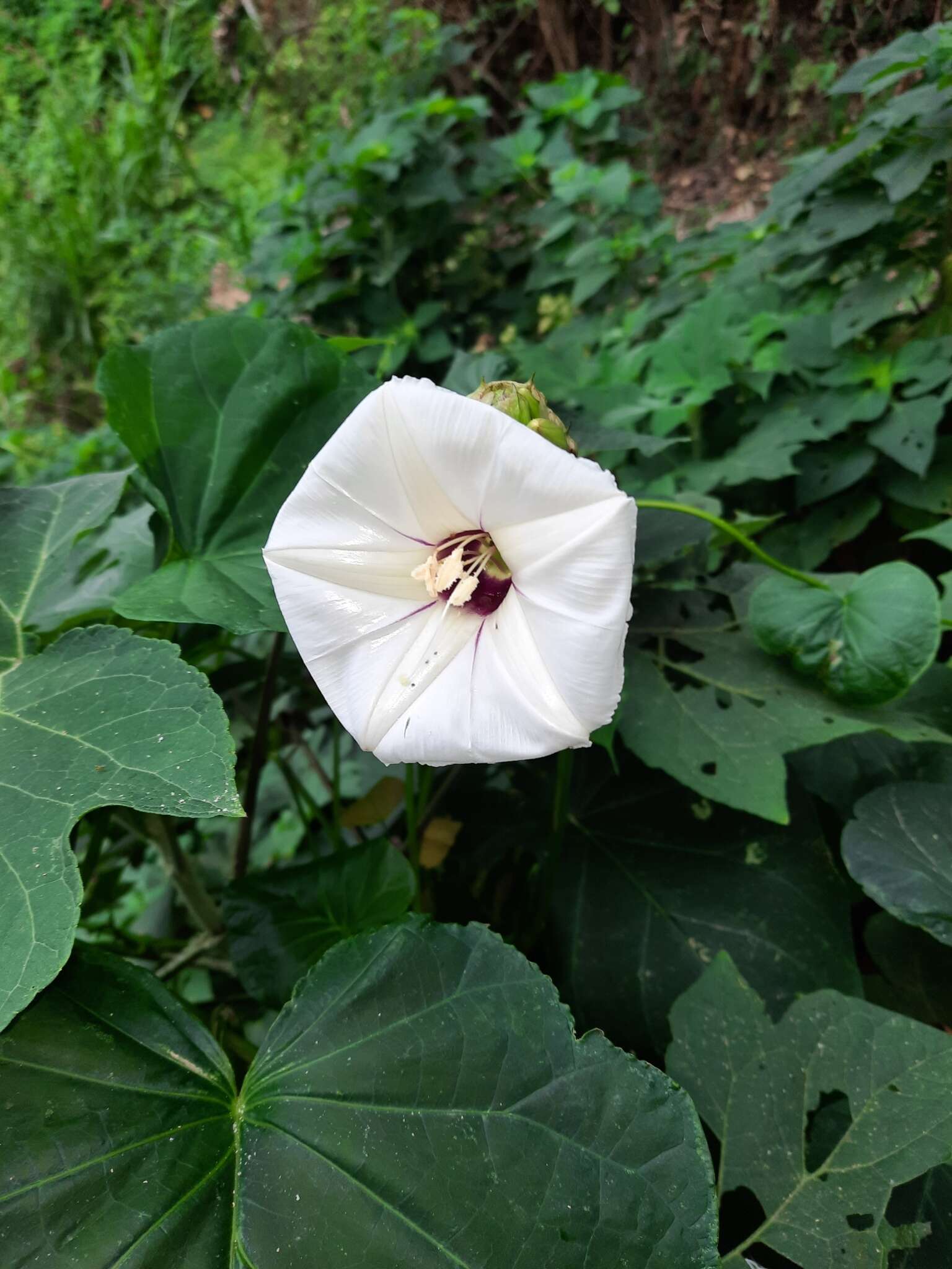 Image de Ipomoea santillanii O'Donell