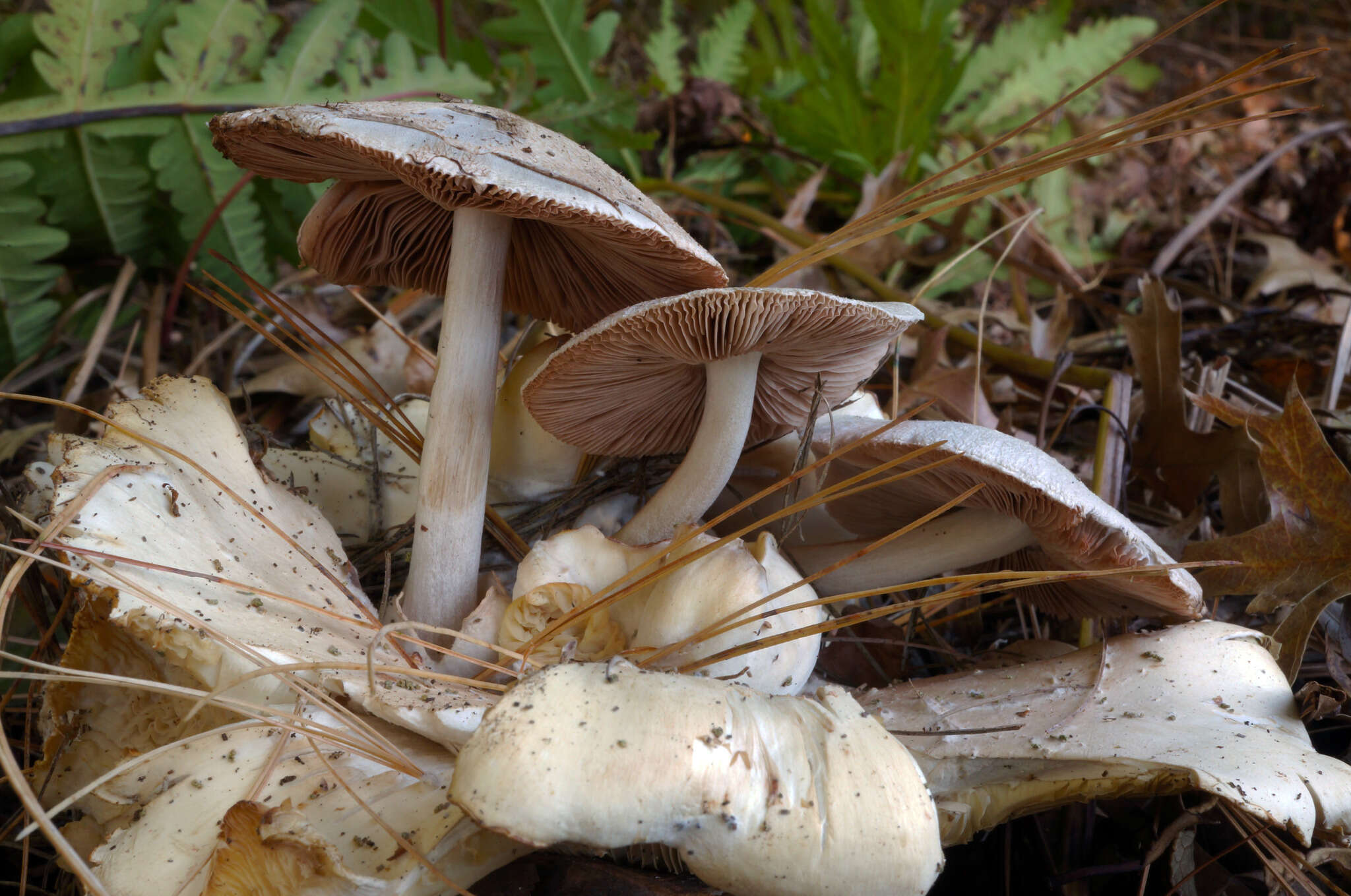 Image of Volvariella surrecta (Knapp) Singer 1951