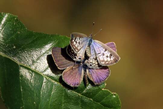 Image of Lang's Short-tailed Blue