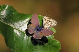 Image of Lang's Short-tailed Blue