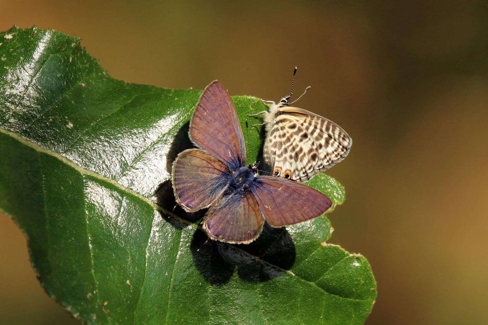 Image of Lang's Short-tailed Blue