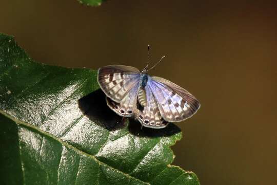 Image of Lang's Short-tailed Blue