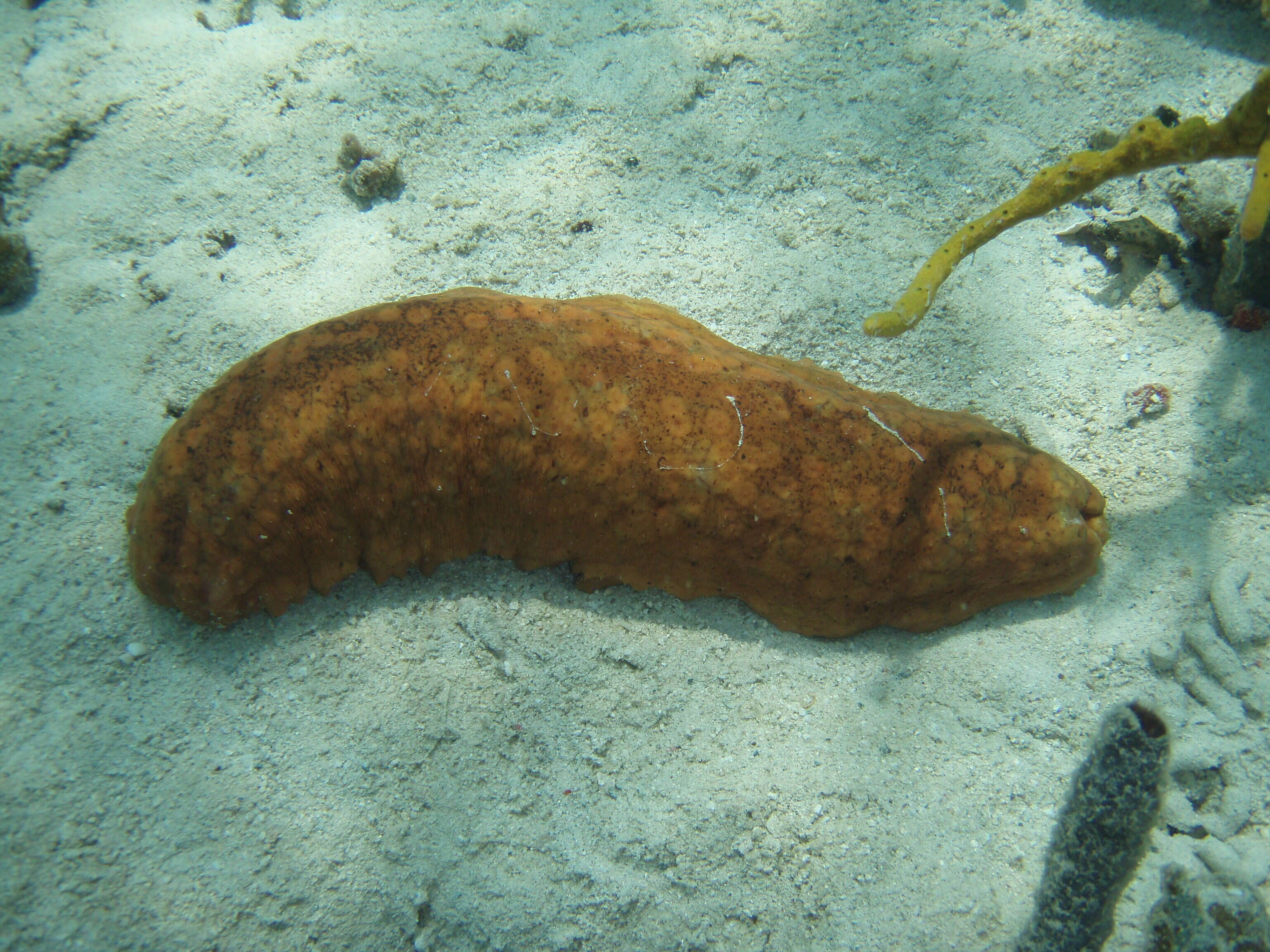 Image of Three-rowed Sea Cucumber