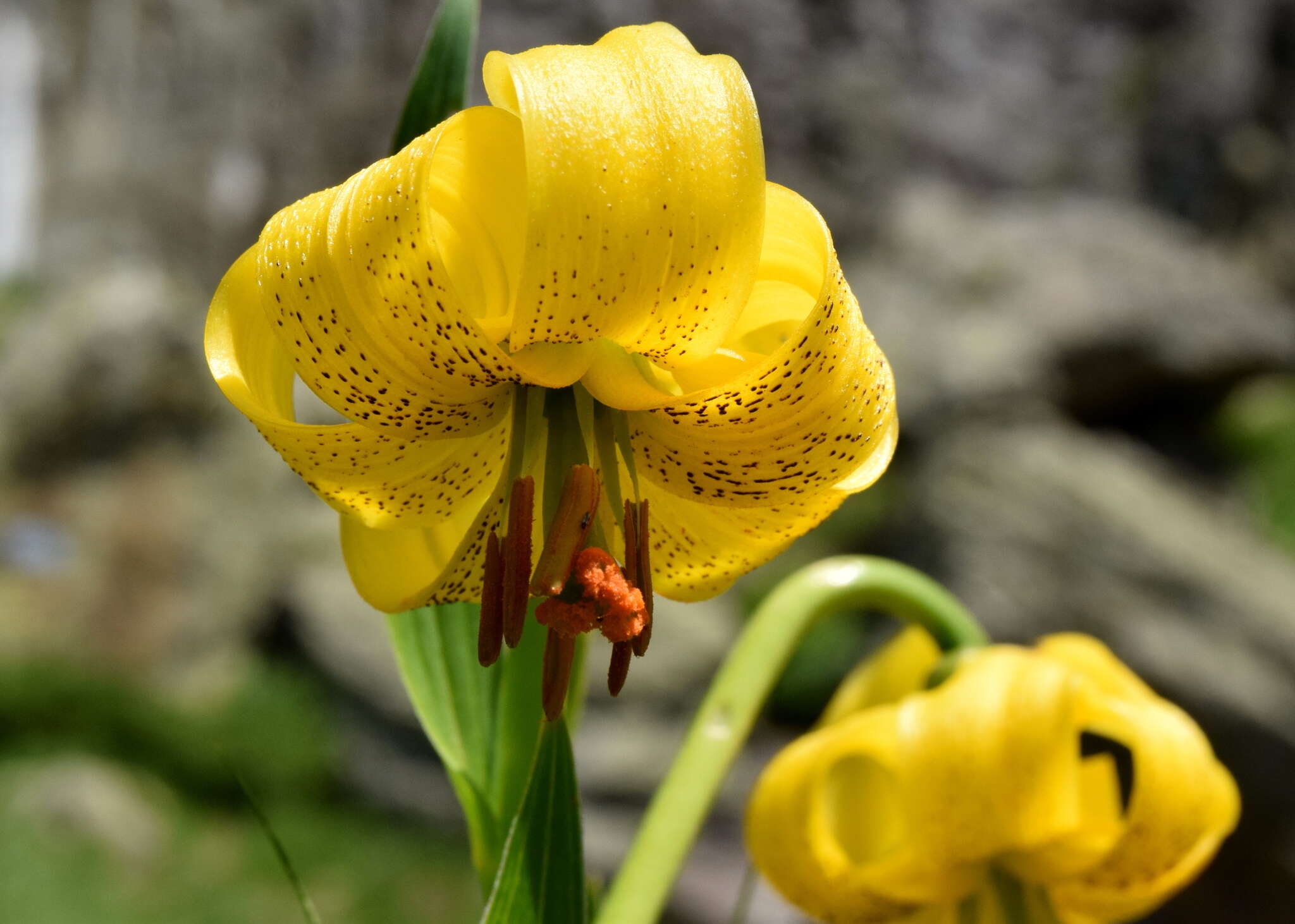 Lilium jankae A. Kern.的圖片