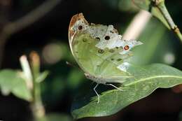 Image of Protogoniomorpha parhassus